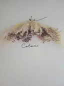 鮫島 美沙香のプロフィール画像