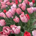 salon libreのプロフィール画像