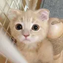 S Tのプロフィール画像