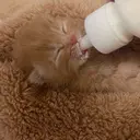 ル ルのプロフィール画像