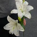 diptyMOILA ことりのプロフィール画像