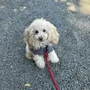 新井 永遠子のプロフィール画像