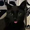 NEO Day FRAMEのプロフィール画像