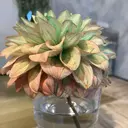 柴田 胡桃のプロフィール画像