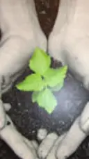 la floraison のプロフィール画像