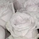 CreBiA 𝑚𝑖𝑘𝑢🤍のプロフィール画像