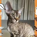 Luana /Makikoのプロフィール画像