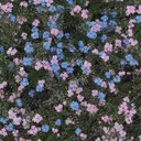 one hair sakuraのプロフィール画像