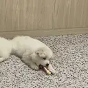 湯浅 風希のプロフィール画像