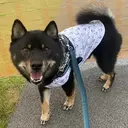 井上 飛鳥のプロフィール画像