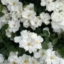 ミニョン 鴨宮真優のプロフィール画像