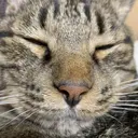 ivy-nue narumiのプロフィール画像