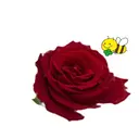 オールハンドエステ Honey 自由が丘のプロフィール画像