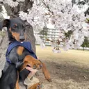 🐕🖤 Kahoのプロフィール画像