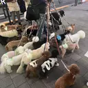 ナチュラルなヘア /ヨシダトモキのプロフィール画像