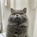 吉留 あやののプロフィール画像