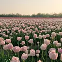 Princess Rose 富士店のプロフィール画像