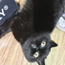 チョウ セイイのプロフィール画像