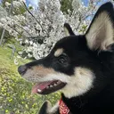 メンズカット専門 パーマモデル探し中のプロフィール画像