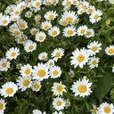 🌸Ailes🌸 sakurajuriのプロフィール画像