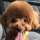 Arai Aのプロフィール画像