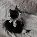 etora Shibuya🪽のプロフィール画像