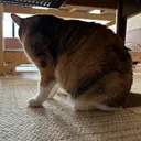 s tのプロフィール画像