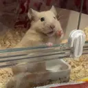 関谷 杏弥音のプロフィール画像