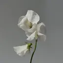 Lisa / ⟡.·のプロフィール画像