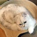 【安心ハンドテク】 メナード富田丘のプロフィール画像