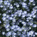 橋本 凛夏のプロフィール画像