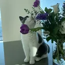 eyelist Rinoのプロフィール画像