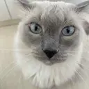 Salon GOLD リンのプロフィール画像