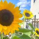 Ryou .のプロフィール画像