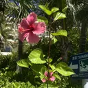 Ercher こはるのプロフィール画像