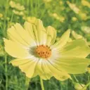 Amour Akala.hkのプロフィール画像