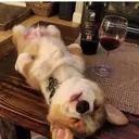 上田 ともかのプロフィール画像