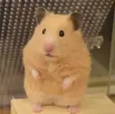磯谷 朋のプロフィール画像