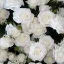 La Bless 田中三湖のプロフィール画像