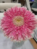 AN NAのプロフィール画像