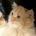 ペッツ本店 スタイリスト増田ゆきのプロフィール画像