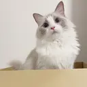 Y Reikaのプロフィール画像