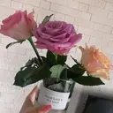 🐇RUNA 🐇のプロフィール画像