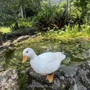 scintller 細川粋楽のプロフィール画像