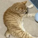 仮屋 優杏のプロフィール画像