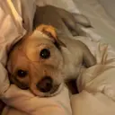 maylienail サロン 蘭のプロフィール画像