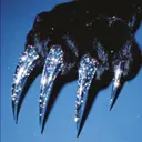 Niji Nailsのプロフィール画像