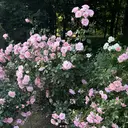 IRESU yukaのプロフィール画像