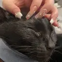 🐈‍⬛ chiharuのプロフィール画像