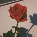 🥀𝑹𝑶𝑺𝑬 𝑪𝑨𝑹𝑨𝑻のプロフィール画像